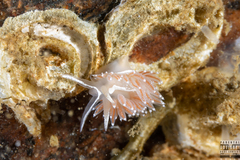 Coryphella monicae