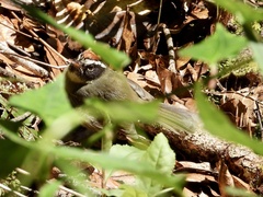 Basileuterus melanogenys