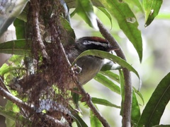 Basileuterus melanogenys