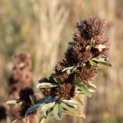 Lespedeza capitata