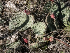 Opuntia humifusa