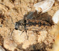 Acmaeodera rubromaculata