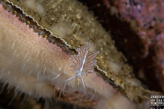 Coryphella monicae