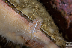 Coryphella monicae