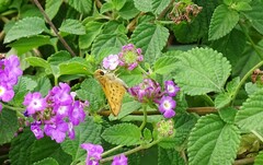 Hylephila phyleus
