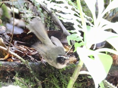Basileuterus melanogenys