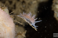 Coryphella monicae