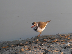 Charadrius tricollaris