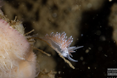 Coryphella monicae