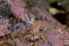 Coryphella monicae