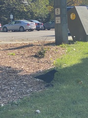 Corvus brachyrhynchos