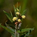 Acacia lanigera gracilipes - Photo (c) Max Campbell, algunos derechos reservados (CC BY), subido por Max Campbell