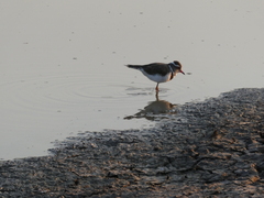 Charadrius tricollaris
