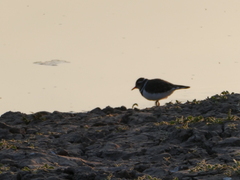 Charadrius tricollaris