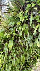 Pyrrosia eleagnifolia