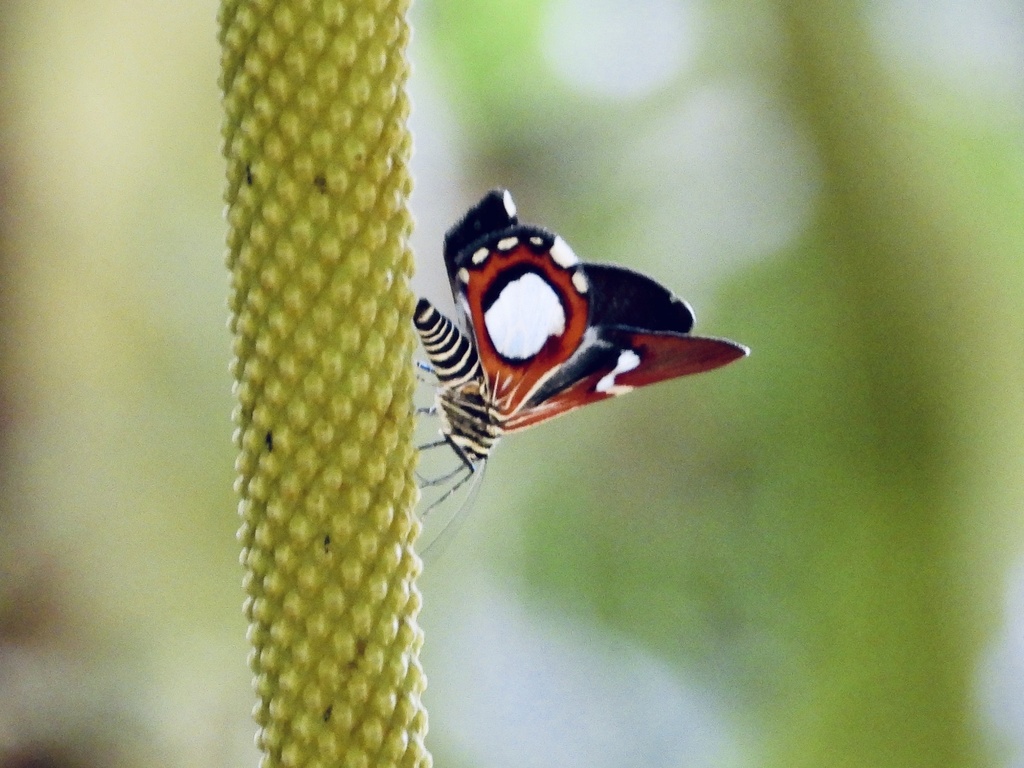 Erateina delecta