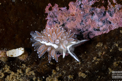 Coryphella
