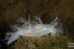 Dendronotus lacteus
