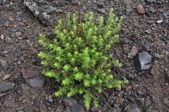 Artemisia michauxiana