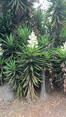 Yucca gigantea