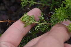 Artemisia michauxiana