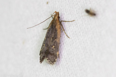 Dichomeris costarufoella