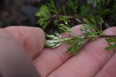 Artemisia michauxiana