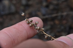 Artemisia michauxiana