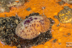 Doris pseudoargus