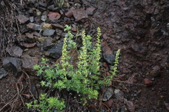 Artemisia michauxiana