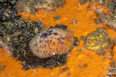 Doris pseudoargus