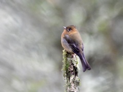 Mitrephanes phaeocercus