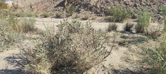Cylindropuntia ramosissima