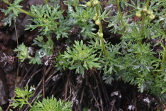 Artemisia michauxiana