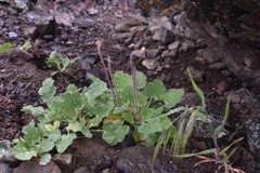 Heuchera cylindrica