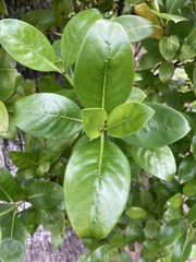 Coprosma macrocarpa