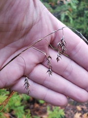 Carex castanea