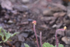 Heuchera cylindrica