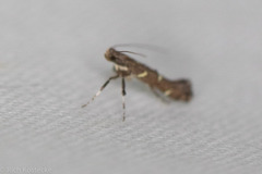 Caloptilia triadicae