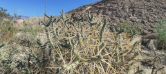 Cylindropuntia ramosissima