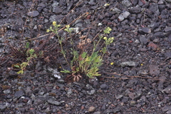 Potentilla pensylvanica