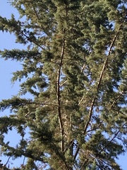 Cupressus sempervirens