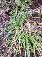 Carex castanea