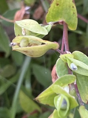 Commelina communis