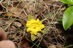 Hibbertia nemorosa
