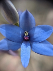 Thelymitra crinita