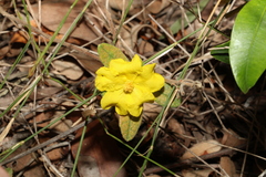 Hibbertia nemorosa