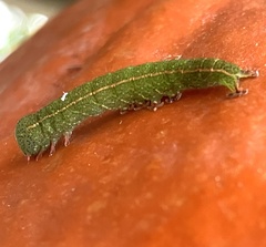 Panopoda