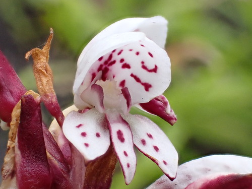 Image of Disa tenuicornis by (c) Ren Hoekstra, some rights reserved (CC BY)