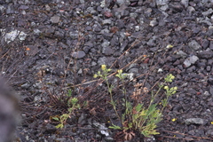 Potentilla pensylvanica